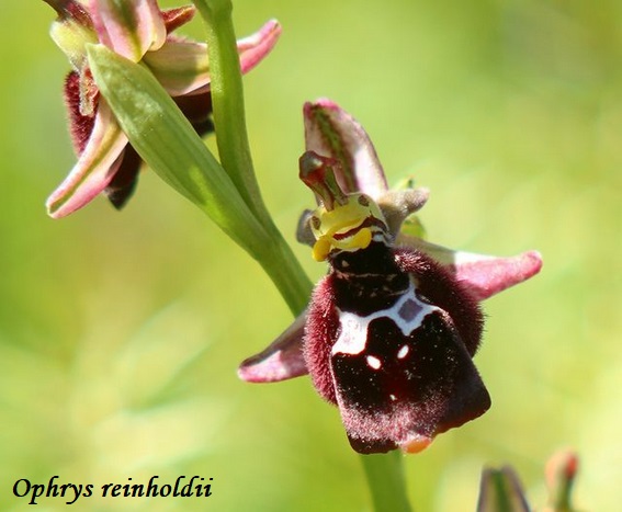 Orchidee dell''Epiro e del Peloponneso